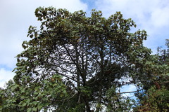 Chiranthodendron pentadactylon
