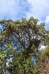 Chiranthodendron pentadactylon