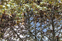 Chiranthodendron pentadactylon