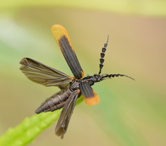 Pseudolycus haemorrhoidalis