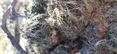 Coryphantha nickelsiae