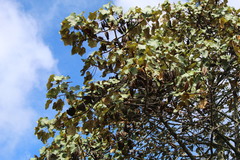 Chiranthodendron pentadactylon