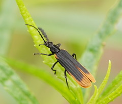 Pseudolycus haemorrhoidalis