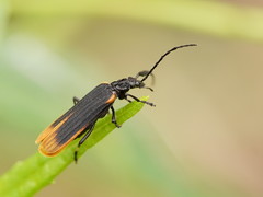 Pseudolycus haemorrhoidalis