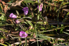 Agalinis neoscotica