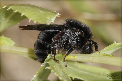 Paulista Bumble Bee photo 3