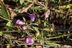 Agalinis neoscotica