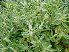 Veronica dieffenbachii