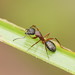 Camponotus innexus - Photo (c) Reiner Richter, μερικά δικαιώματα διατηρούνται (CC BY-NC-SA), uploaded by Reiner Richter