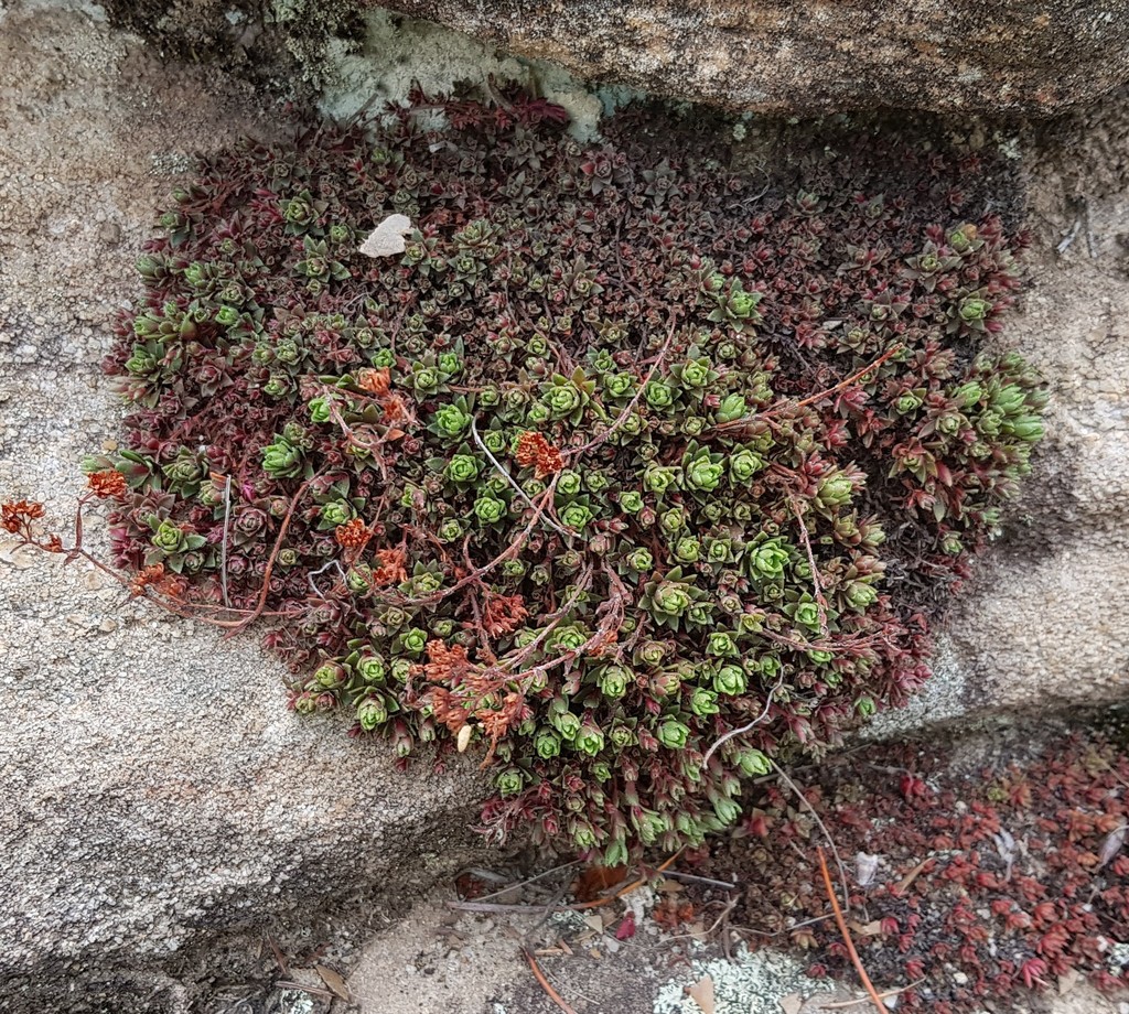 Sedum erectum Freyn 2