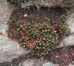 Crassula setulosa rubra