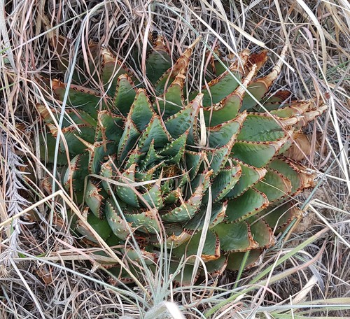 Aloe pratensis, photograph 2