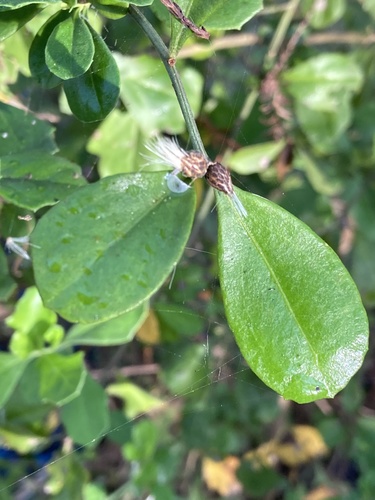 Baccharis glomeruliflora image