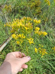 Solidago nitida