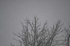 Spizelloides arborea