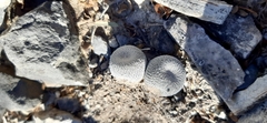 Epithelantha ilariae