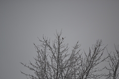 Spizelloides arborea