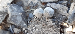 Epithelantha ilariae