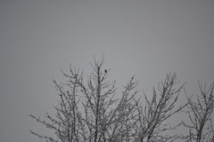 Spizelloides arborea