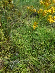Solidago nitida