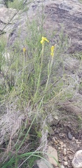 Moraea huttonii
