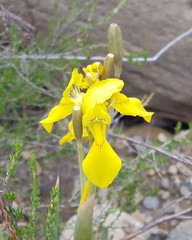 Moraea huttonii