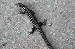 Aspronema dorsivittatum