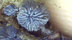 Resupinatus striatulus