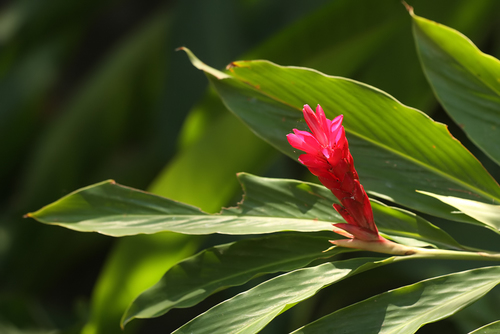 Alpinia purpurata image