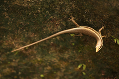 Trachylepis sechellensis