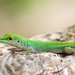 Mahé Day Gecko - Photo (c) Jiri Hodecek, some rights reserved (CC BY-NC), uploaded by Jiri Hodecek