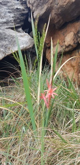Watsonia gladioloides