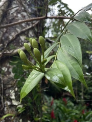 Marcgravia rectiflora