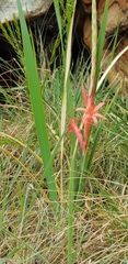Watsonia gladioloides
