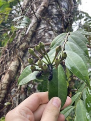 Marcgravia rectiflora