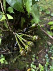 Marcgravia rectiflora