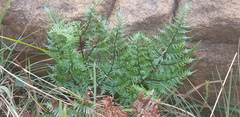 Cheilanthes quadripinnata