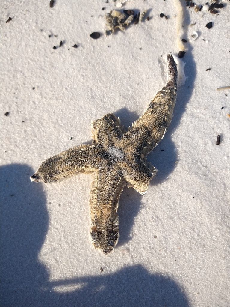 Banded Sea Star