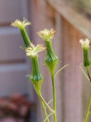 Erechtites hieraciifolius image
