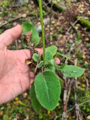 Hieracium subpellucidum