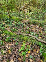 Hieracium subpellucidum