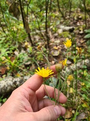 Hieracium subpellucidum