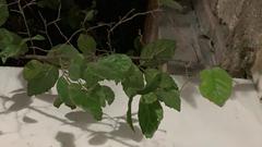 Magnoliopsida