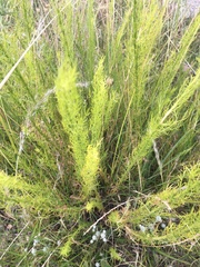 Baccharis ulicina