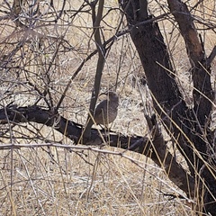 Toxostoma curvirostre