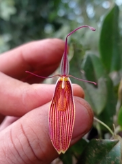 Restrepia brachypus