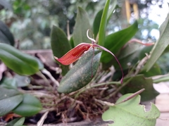 Restrepia brachypus