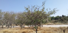 Vachellia pennatula
