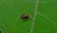 Cassida circumdata