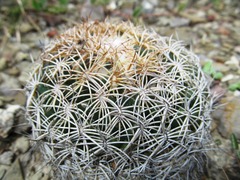 Coryphantha retusa